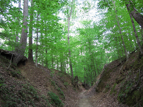 Natchez Trace